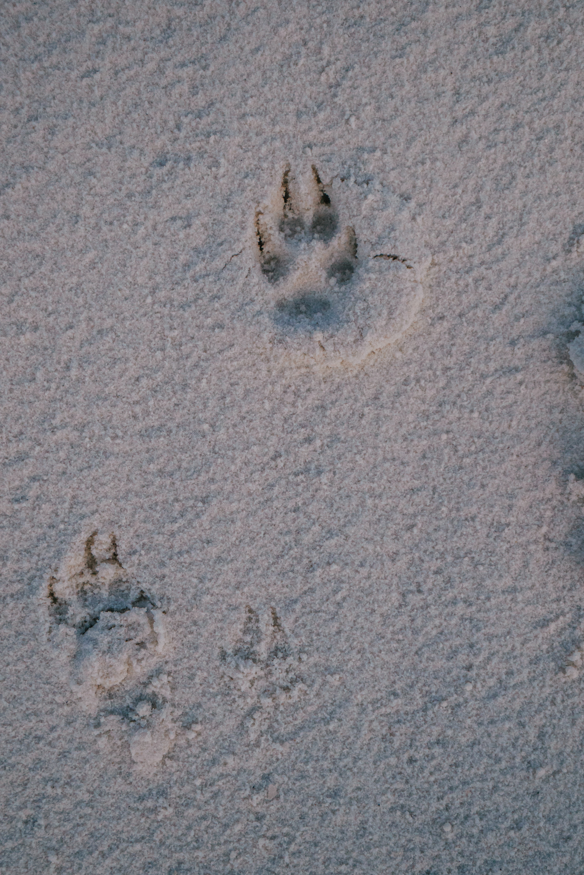 Las maravillosas arenas blancas del desierto White Sands